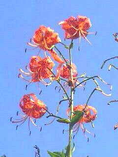 �o��Ƃ�悪��