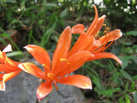 �o��Ƃ�悪��