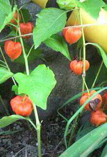 �o��Ƃ�悪��