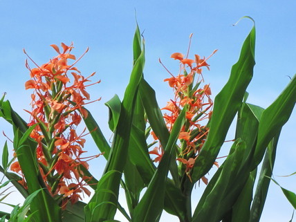 �o��Ƃ�悪��