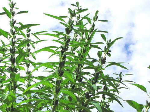 �o��Ƃ�悪��