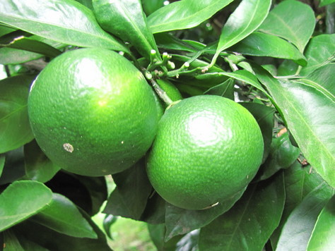 �o��Ƃ�悪��