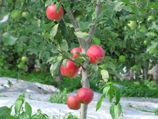 �o��Ƃ�悪��