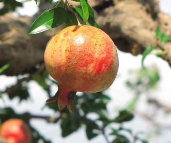 �o��Ƃ�悪��