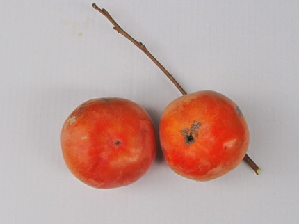 �o��Ƃ�悪��