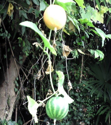 �o��Ƃ�悪��