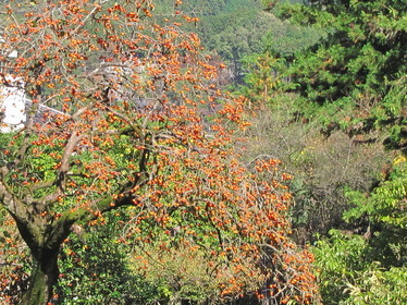 �o��Ƃ�悪��