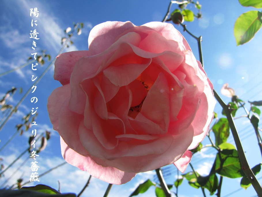 �o��Ƃ�悪��