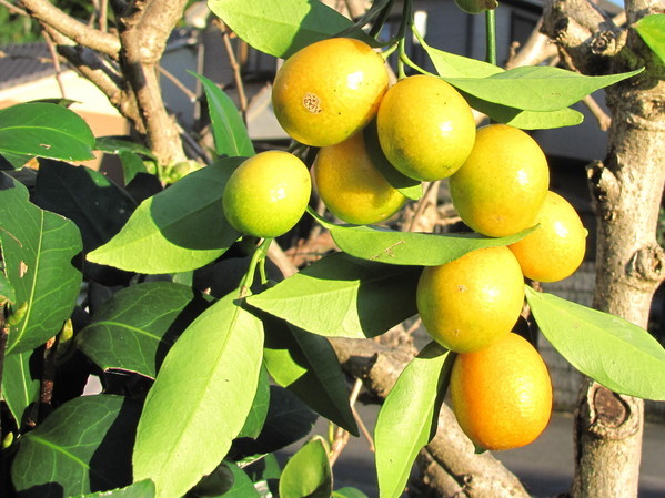 �o��Ƃ�悪��