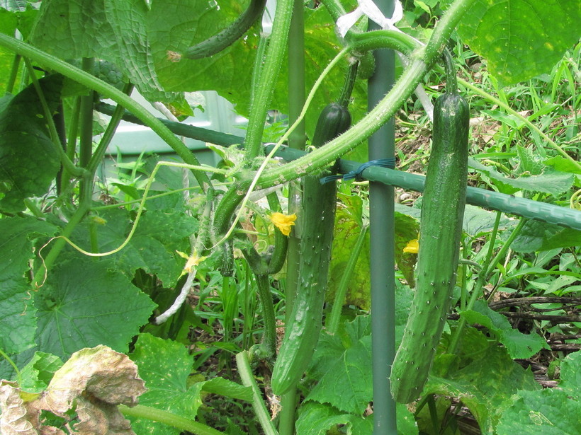 �o��Ƃ�悪��