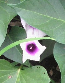 oƂ悪