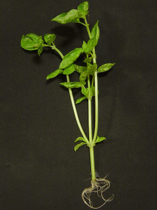 ���V����