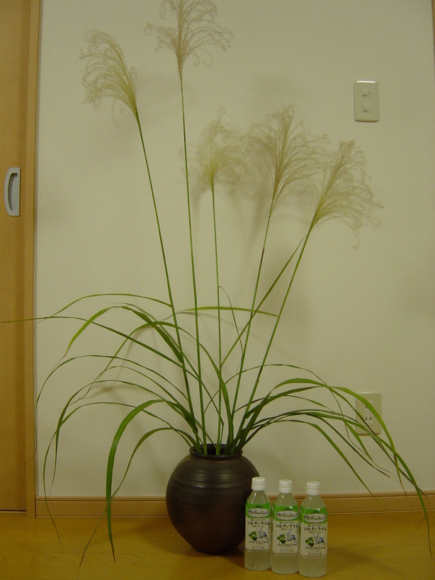 ���V����