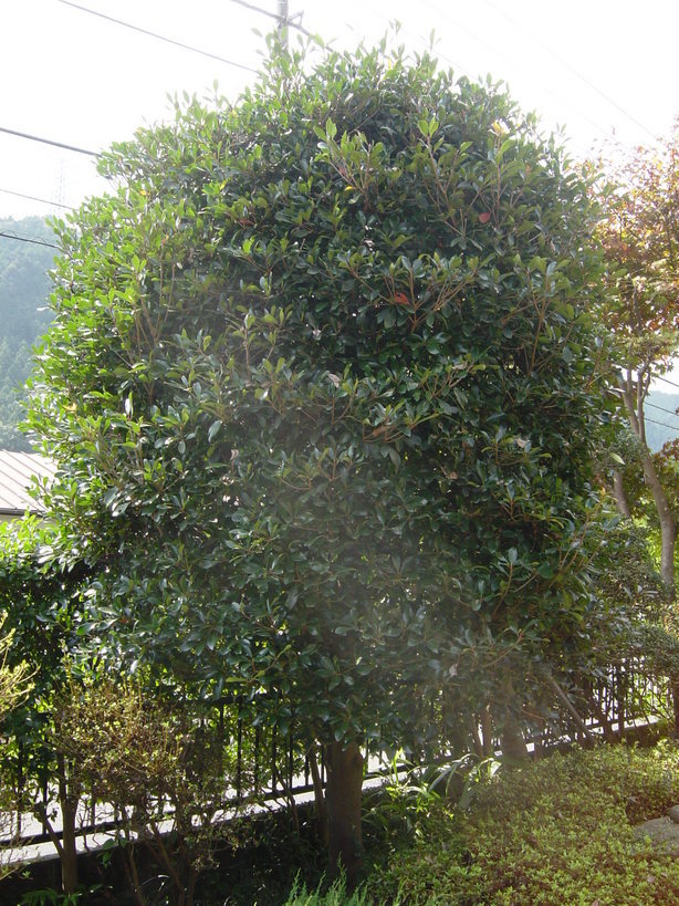 ���V����