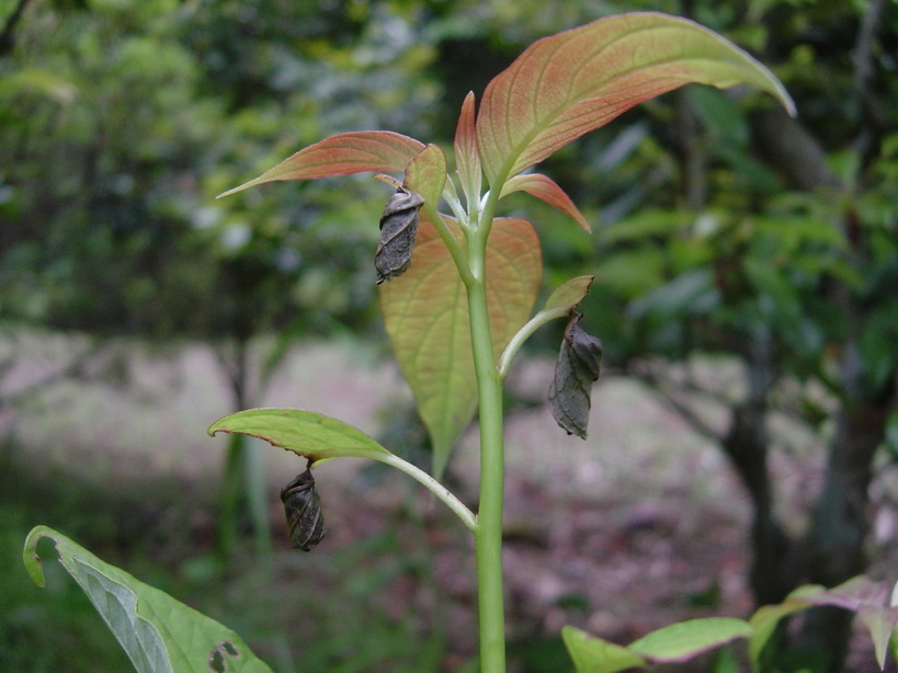 ���V����