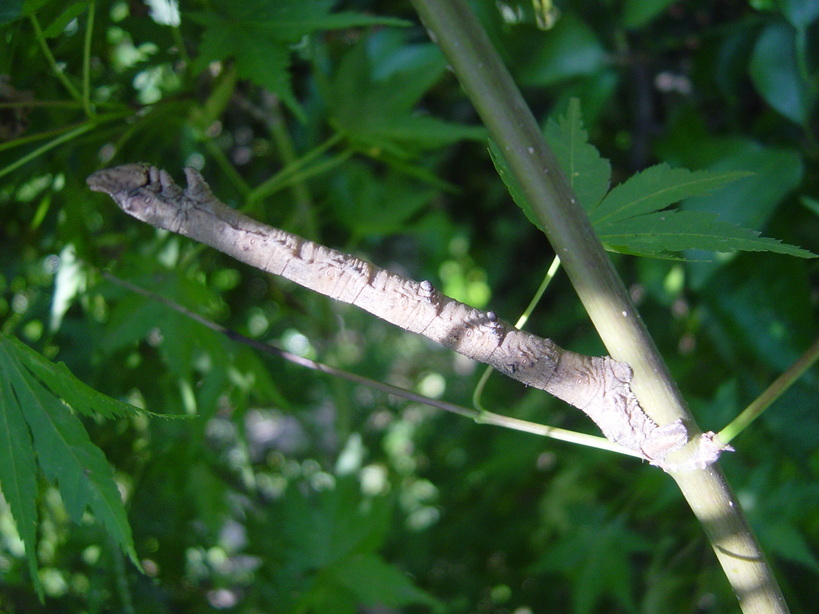 ���V����