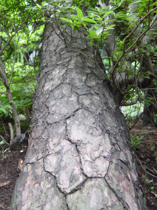 ���V����