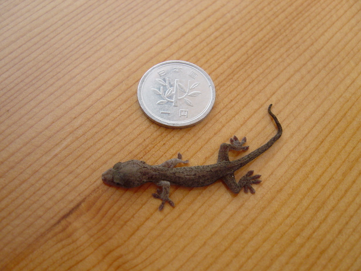 ���V����