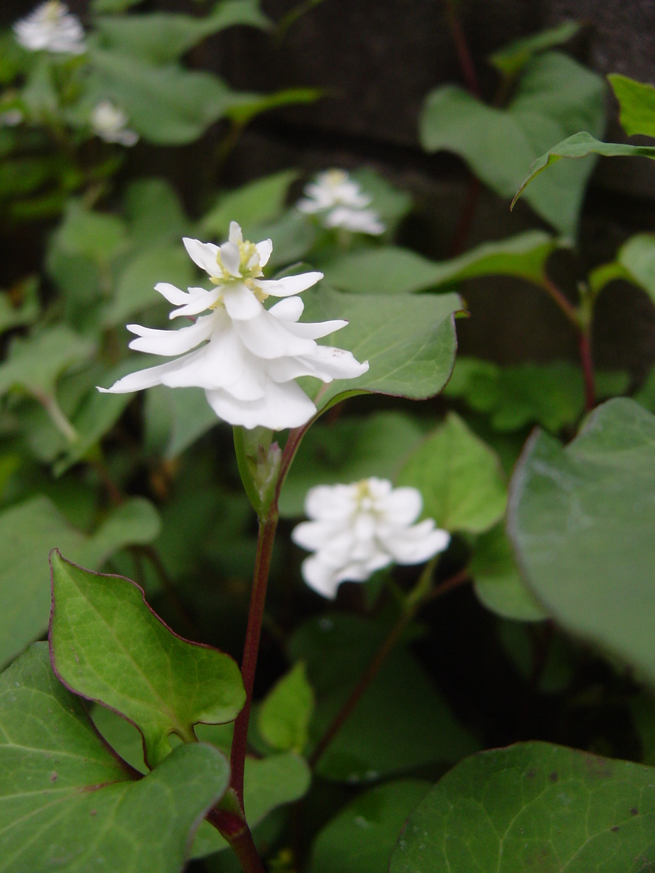 ���V����