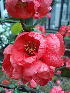 �t�ďH�~������̂Ԃ₫