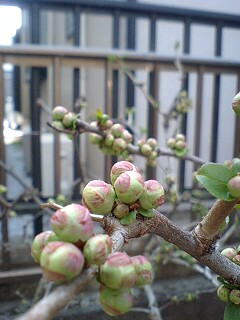 �t�ďH�~������̂Ԃ₫