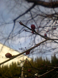 �t�ďH�~������̂Ԃ₫