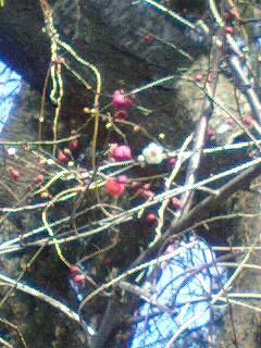 �t�ďH�~������̂Ԃ₫