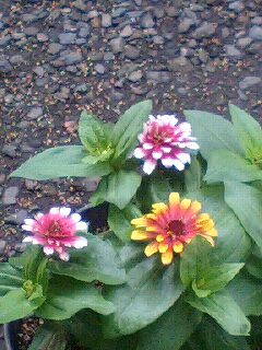 �t�ďH�~������̂Ԃ₫