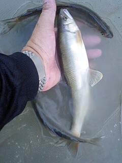 �t�ďH�~������̂Ԃ₫