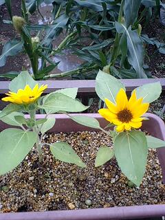 �t�ďH�~������̂Ԃ₫