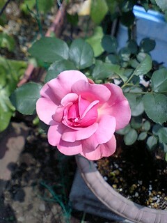 �t�ďH�~������̂Ԃ₫