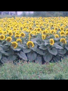 �t�ďH�~������̂Ԃ₫