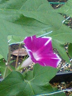 �t�ďH�~������̂Ԃ₫