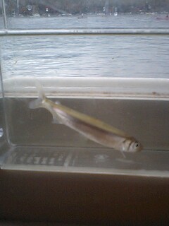 �t�ďH�~������̂Ԃ₫