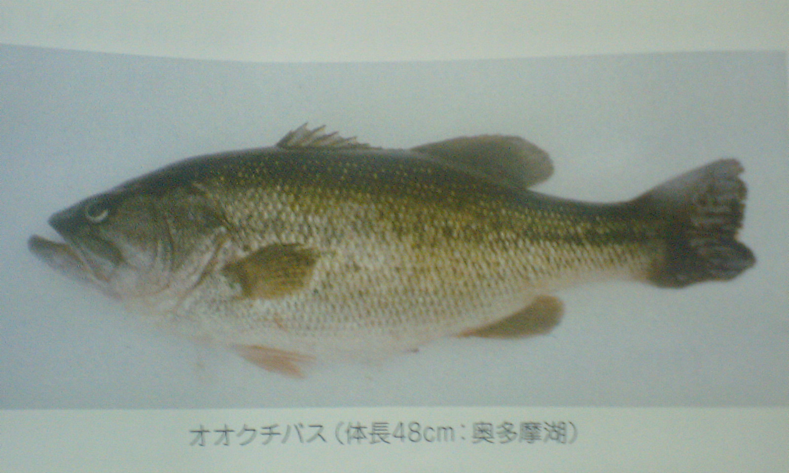 �t�ďH�~������̂Ԃ₫