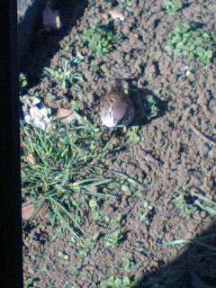 �t�ďH�~������̂Ԃ₫