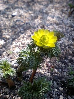 �t�ďH�~������̂Ԃ₫