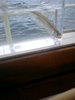 �t�ďH�~������̂Ԃ₫