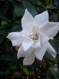 �t�ďH�~������̂Ԃ₫