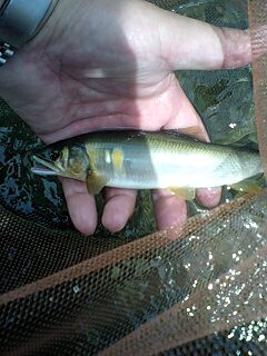 �t�ďH�~������̂Ԃ₫