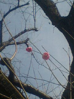 �t�ďH�~������̂Ԃ₫