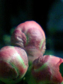 �t�ďH�~������̂Ԃ₫