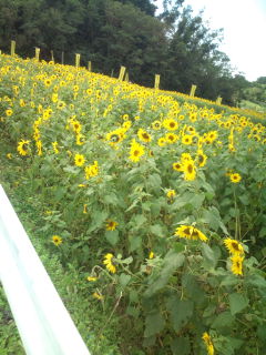 Tattoo Studio YOU              masa��-_-�ڂ₫