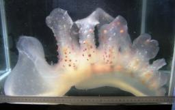 Tattoo Studio YOU              masa��-_-�ڂ₫