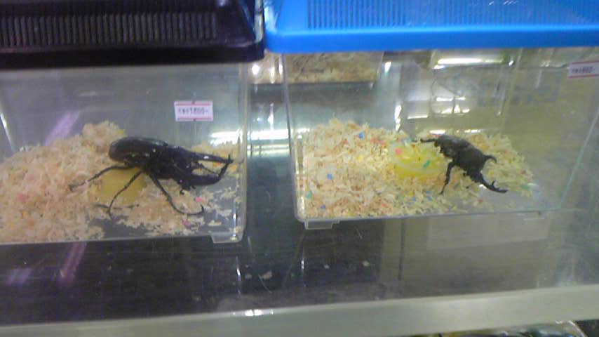 Tattoo Studio YOU              masa��-_-�ڂ₫