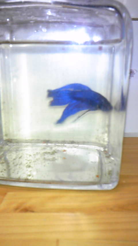 Tattoo Studio YOU              masa��-_-�ڂ₫