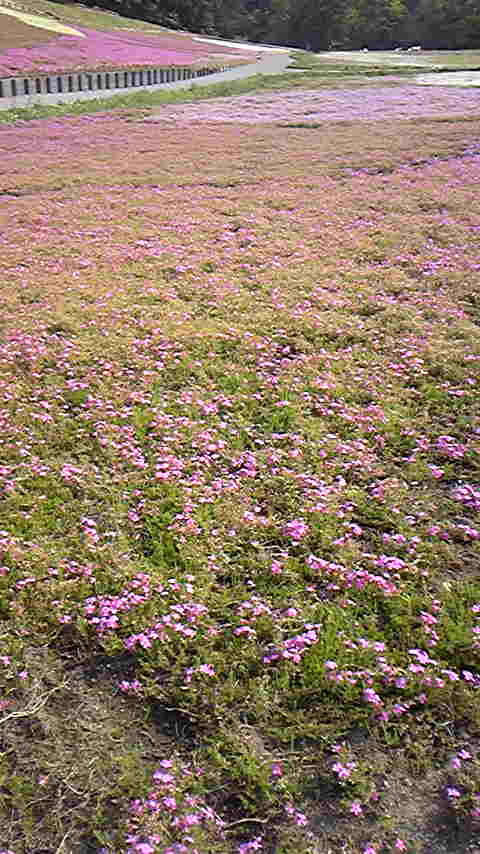 Tattoo Studio YOU              masa��-_-�ڂ₫