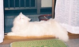 �A���{�X�@��