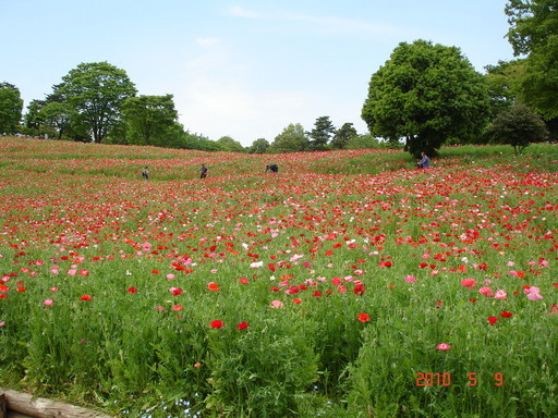 �A���{�X�@��