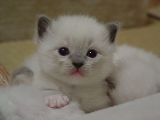 �A���{�X�@��